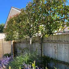 It's important that they learn to rely on themselves for entertainment instead of electronics. Ideas Advice Plants For Screening And Privacy Big Plant Nursery Twyford Berkshire For All Your Garden Plants