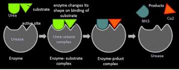 Direct detection can be performed with an antigen that is directly immobilized on the assay plate or with the capture assay format. Label The Enzyme Substrate Enzyme Substrate Complex Enzyme Product Complex And Product In The Enzymatic Reaction For The Bre