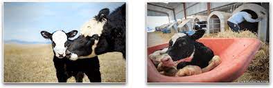 Sex With Animals: The Blurred Lines of Bestiality