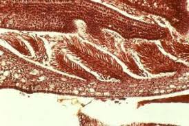 Image result for Pavetta gerstneri