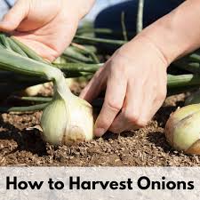 However, for storage, your cue to start the harvesting process is when the leaves begin to flop over or turn brown at the edges. How To Harvest Onions How To Tell When Onions Are Ready To Harvest Together Time Family