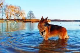 99% of dog owners will make these 7 mistakes when raising their german shepherd. Best Dog Brush For German Shepherds 2021 Top 8 Grooming Tools
