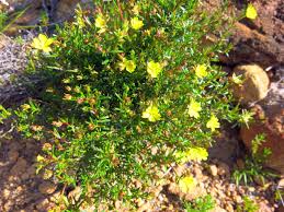 Image result for Hibbertia