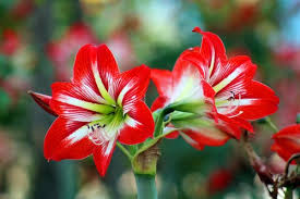 Amazingly beautiful flowers rose mallee(eucalyptus rhodanthas). 100 000 Best Beautiful Flowers Photos 100 Free Download Pexels Stock Photos