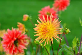 Cheap flowers to plant outside. The Best Plants For London Gardens Colourful Flowers To Keep Your Outside Space Blooming Until Autumn Homes And Property Evening Standard