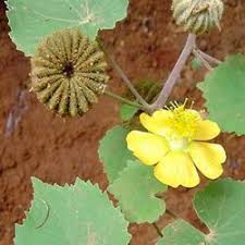Image result for Abutilon indicum