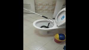 Il avait alors 64 ans. Video Thailande Quand Un Serpent S Invite Dans Les Toilettes Lci