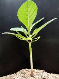 Image result for Dorstenia cuspidata