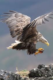 Pin By Tufan Hocuk On Aves Bald Eagle Eagle Pictures White Tailed Eagle