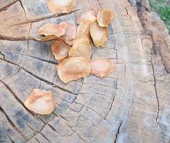 Image result for Millettia stuhlmannii