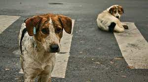 Animal Abuse - Take Action on Change.org · Change.org