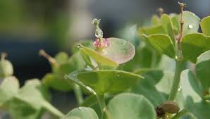 Tra primavera e autunno fa dei fiori arancioni, rossi o gialli a seconda della varietà, che si sviluppano dal fusto. I Tipi Piu Popolari Di Piante Grasse Eurogiardinaggio