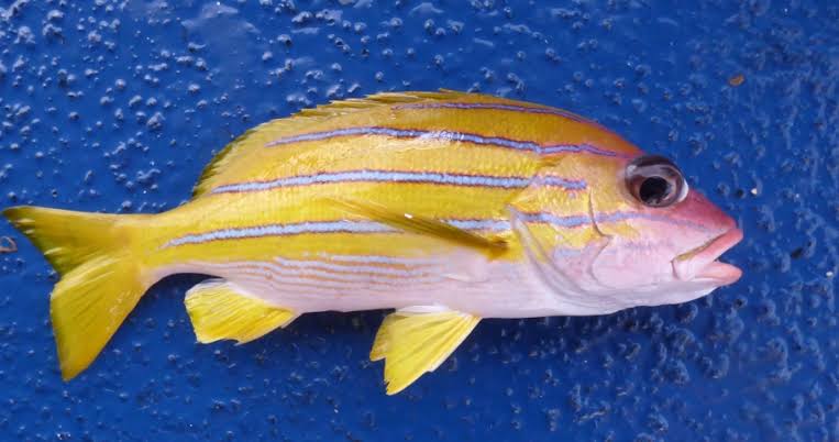 Snapper - Bluestriped - Ikijime