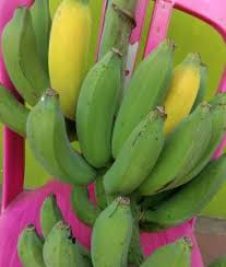 Ada yang digoreng dengan paduan gula aren, dipadu dengan selai sarikaya hingga pisang yang dicocol sambal pedas. Jenis Jenis Pisang Yang Harus Kalian Tahu Titipku