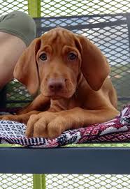 Some vizsla puppies for sale may be shipped worldwide and include crate and veterinarian checkup. Ruby The Vizsla Vizsla Vizsla Dogs Dogs