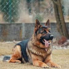 All infomation about breed, sales and adoptions. The Complete Guide On The German Shepherd Husky Mix Innovet Pet