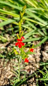 Image result for Striga asiatica