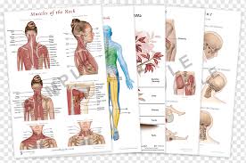 Anatomy Trains Myofascial Meridians For Manual And Movement Therapists The Endless Web Fascial Anatomy And Physical Reality Muscle Neck Piriformis Syndrome Text Human Anatomy Png Pngwing