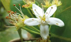 Image result for Erythroxylaceae