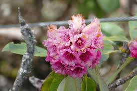 North sikkim travel guide for tourists visiting lachen, lachung, yumthang valley north sikkim is a paradise for nature lovers. Rhodendron Flowers Picture Of Shingba Rhododendron Sanctuary North Sikkim Tripadvisor