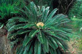 Image result for Cycas