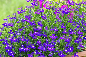 Image result for Lobelia pteropoda