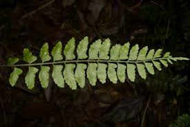 Image result for Asplenium smedsii