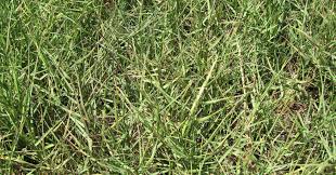 Image result for Paspalum