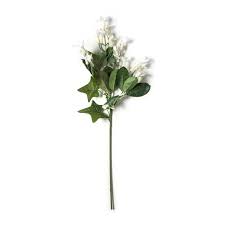 Image result for Stephanotis