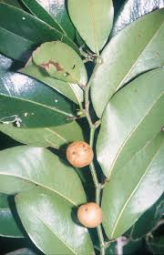 Image result for Dovyalis afra