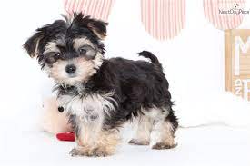 Puppyspot.com has been visited by 100k+ users in the past month Morkie Yorktese Puppy For Sale Near Ft Myers Sw Florida Florida C4fca9b3 E7d1