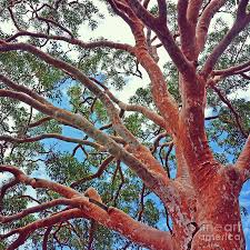 Find images of gum tree. Sydney Red Gum Photograph By Karen Black