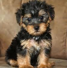 Easy health & care guide. Yorkipoo Teddy Bear Puppies Yorkshire Terrier Puppies Puppy Breeds