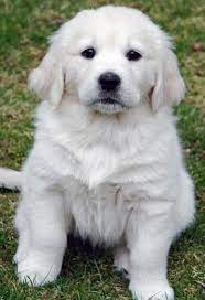 White Golden Retriever Puppies For Sale Cute Puppies White Golden Retriever Puppy Retriever Puppy Golden Retriever White