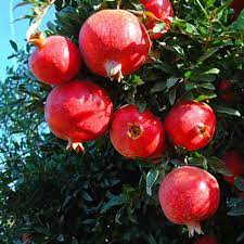 Pomegranate Tree انار Fruit Tree Plant Pk