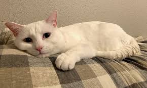 Adopt a rescue cat through petcurious. Want To Adopt A Pet Here Are 7 Lovable Kitties To Adopt Now In Houston