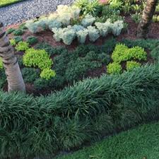 Some prefer full sun, while others are better suited to shade. Drop And Grow Costa Farms