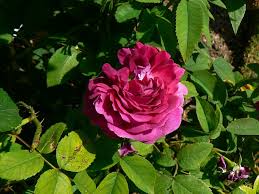 Rosier synonyms, rosier pronunciation, rosier translation, english dictionary definition of rosier. Le Rosier Eveque Gronloof Rosen Hemerocallisverkauf