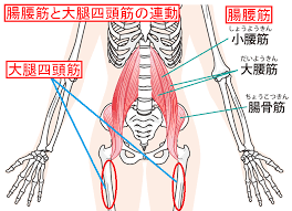 腸腰筋とサッカーの深い関係とは 基本練習メニュー3選 少年サッカー育成ドットコム 腸腰筋 サッカー 筋肉解剖学