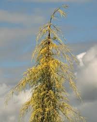 Makes a handsome hedge or screen. Cupressus Macrocarpa Donard Gold Golden Monterey Cypress Monterey Cypress Golden Monterey Cypress Conifers Garden