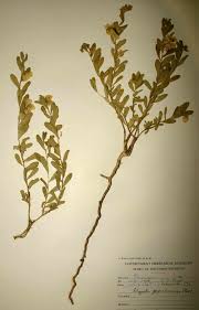 Image result for Polygala senensis