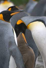 King Penguins Pictures And Facts