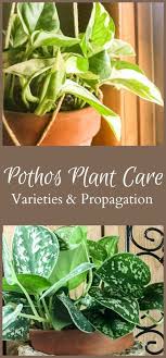 Danielle Vallier (thed4907)