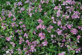 Image result for Nemesia