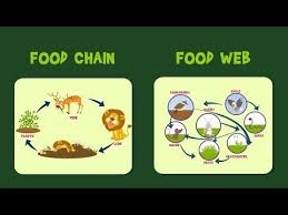 Food Chains For Kids Food Webs The Circle Of Life And The Flow Of Energy Freeschool Youtube Simple Food Chain Food Chain Game Food Web