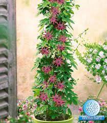 Die passionsblume alata ist eine ursprünglich aus amerika stammende kübelpflanze, die mit abstand die größte exotik ausstrahlt! Winterharte Passionsblume Ladybirds Dream Baldur Garten