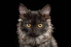 A To Z Of Kitten Care Elwood Vet