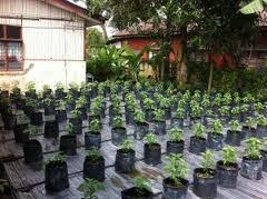 Rm 1 3 dec, kedah. Menanam Cili Padi Di Rumah Kebunlinda Wordpress Com