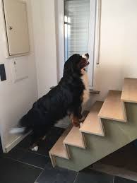 He You I M Waiting For You The Ever Faithfull Bernese Mountain Dog Oso Sennenhund
