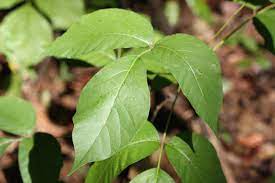 If you've ever had a poison oak or sumac rash, you know how itchy and uncomfortable an allergic reaction can be. Poison Ivy Home Garden Information Center